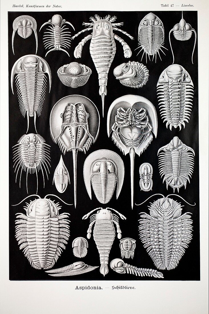 1899 Haeckel Aspidonia Trilobite artwork