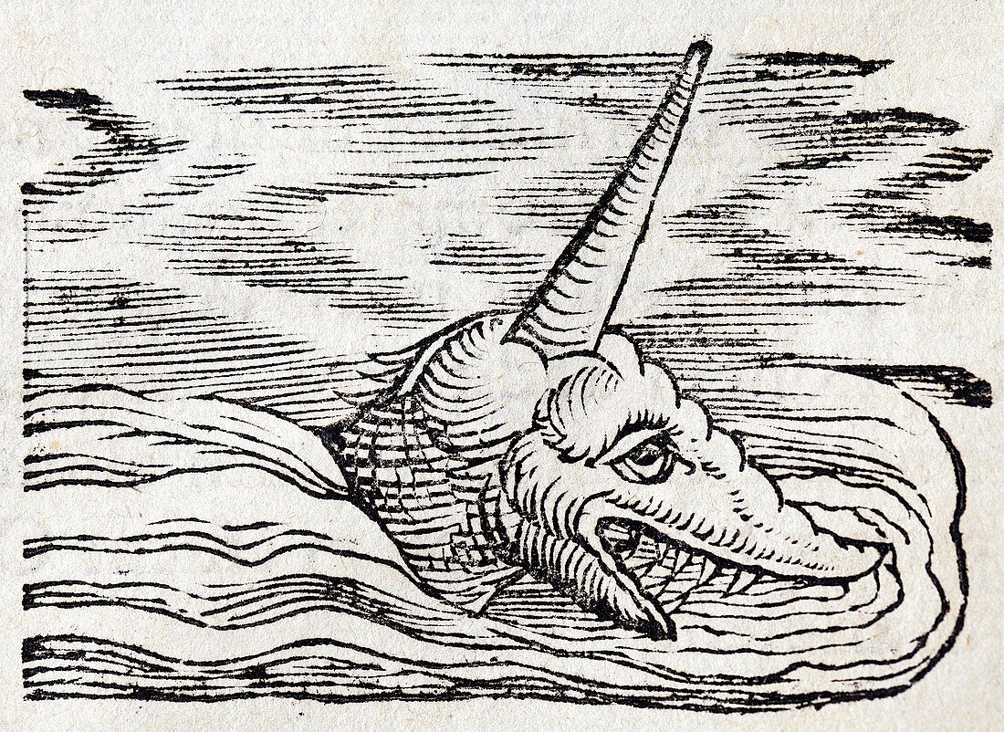 1558 Gesner Narwhal sea unicorn