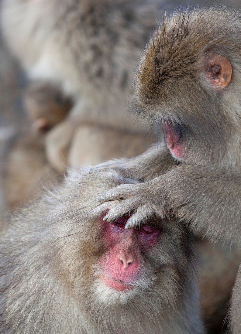 Japanese macaque monkey dominant grooming