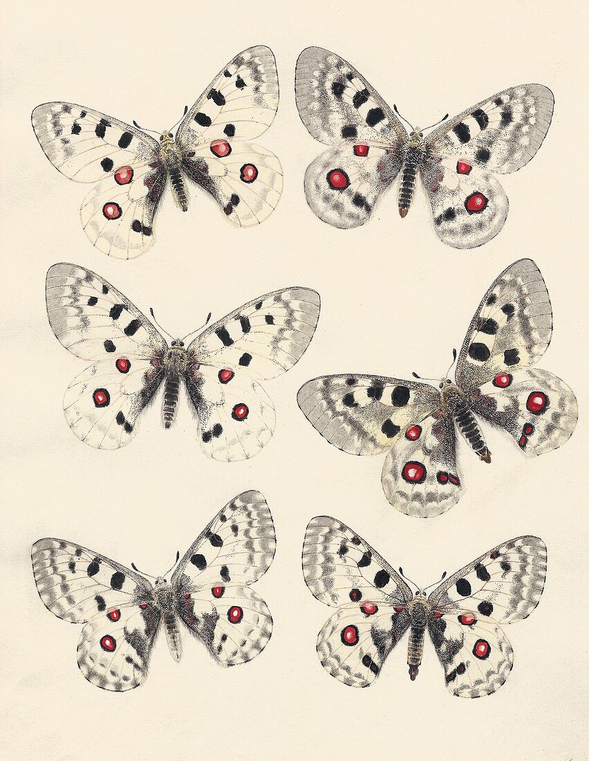 1875 Variation Apollo Parnasius butterfly