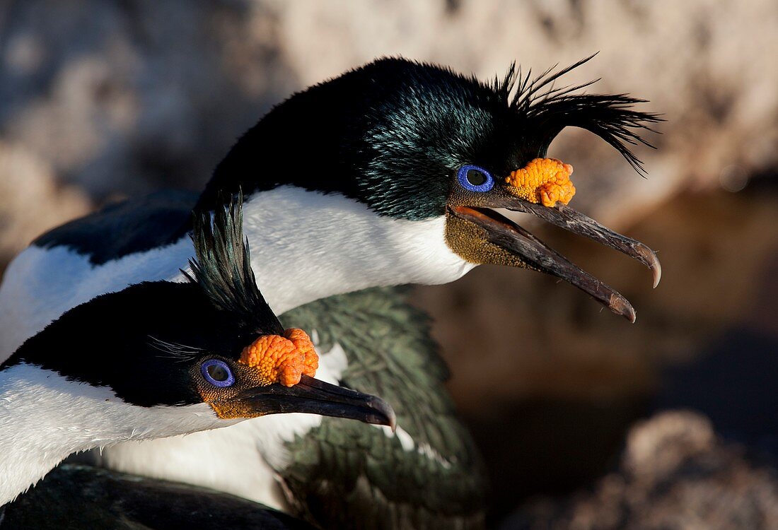 Imperial shag pair in breeding colours