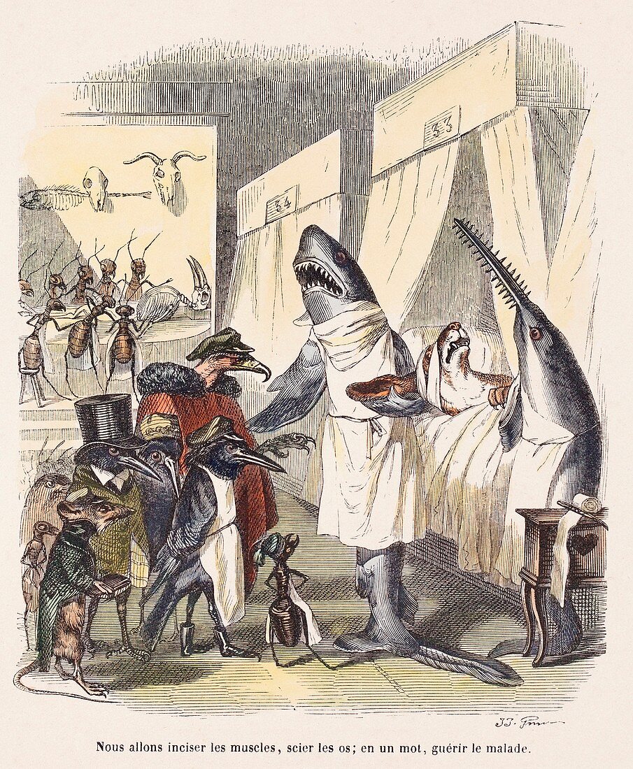 1842 Surgeon Doctors as sharks