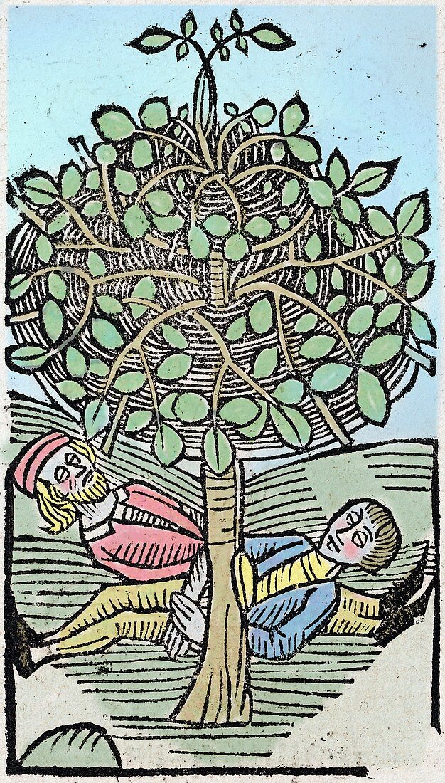 1491 Bausor sleep tree Hortus Sanitatis
