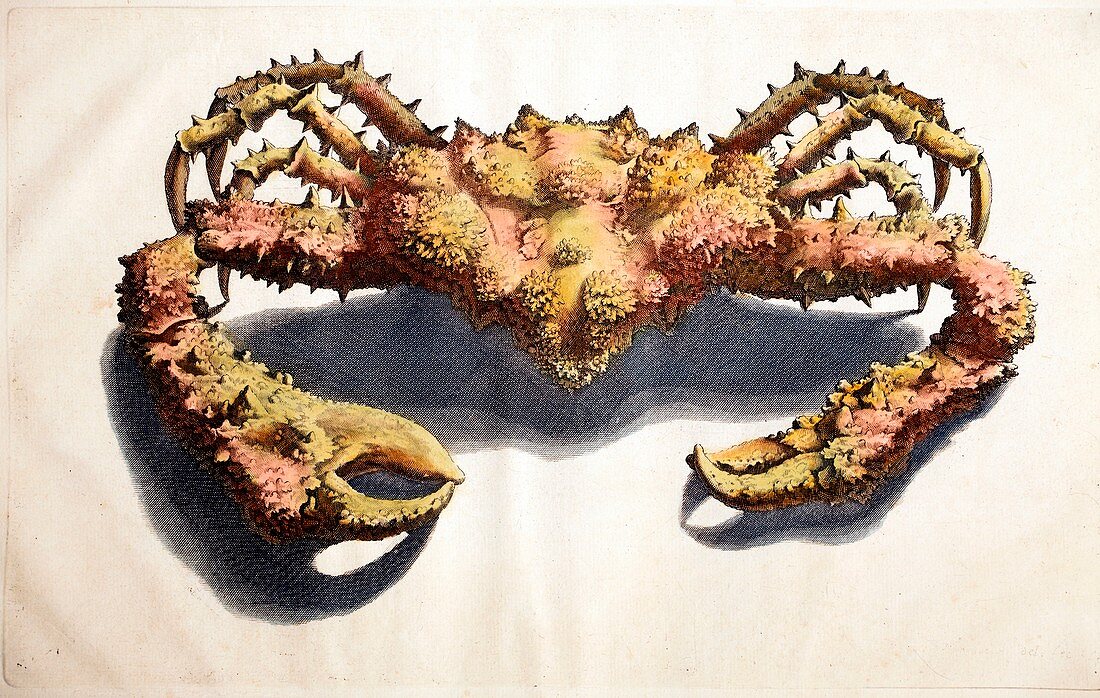 1705 Maria Sybella Merian crab Rumphius