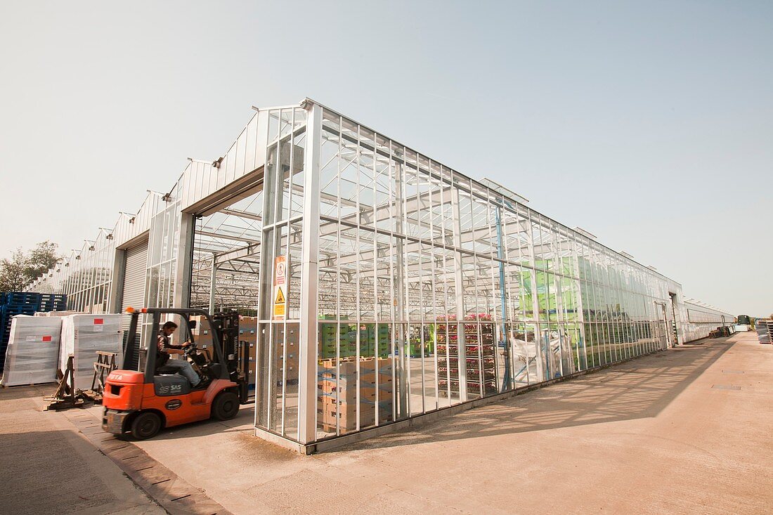 Greenhouses on the Lancashire mosslands