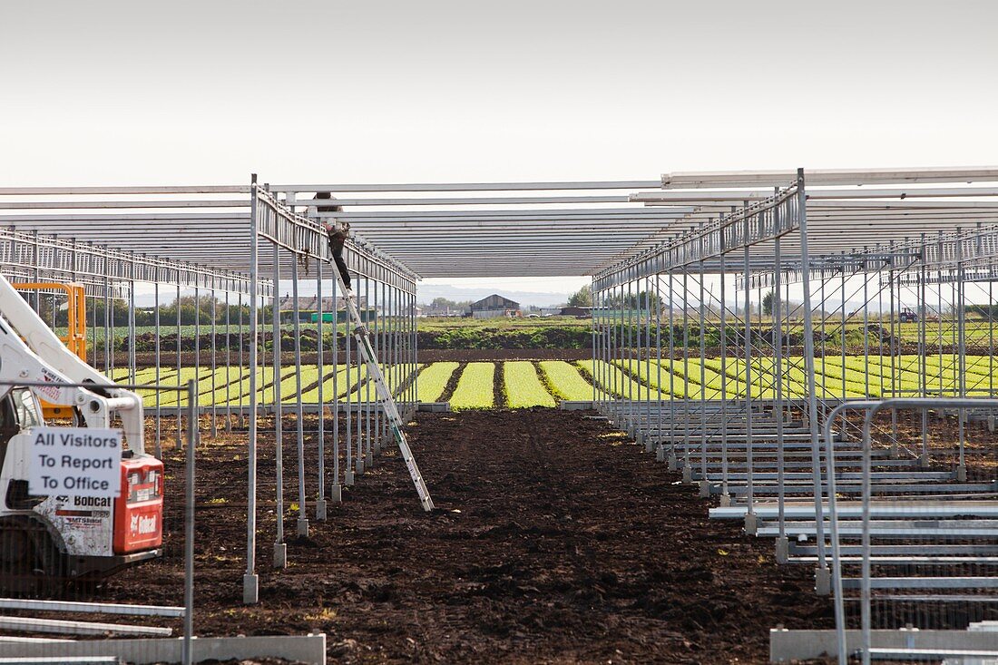 Building greenhouses,Lancashire mossland