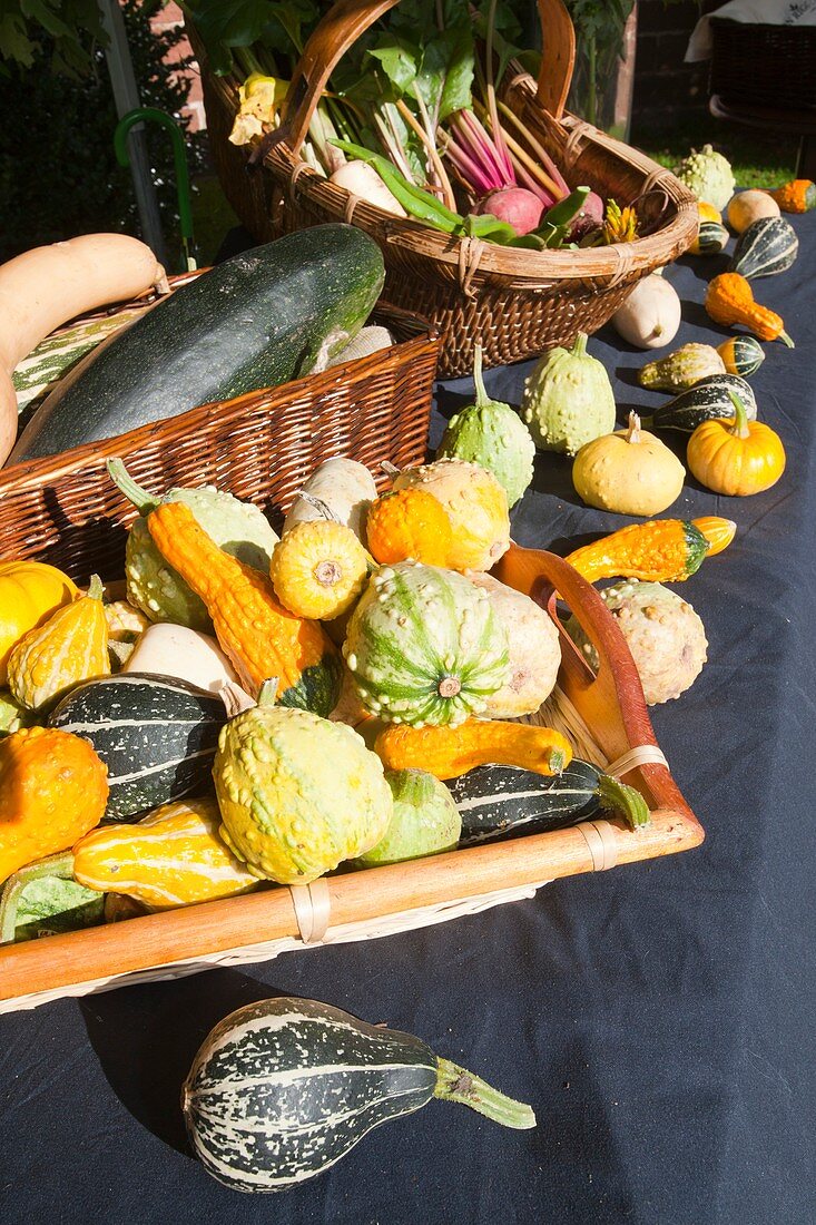 Gourds and produce on a stand