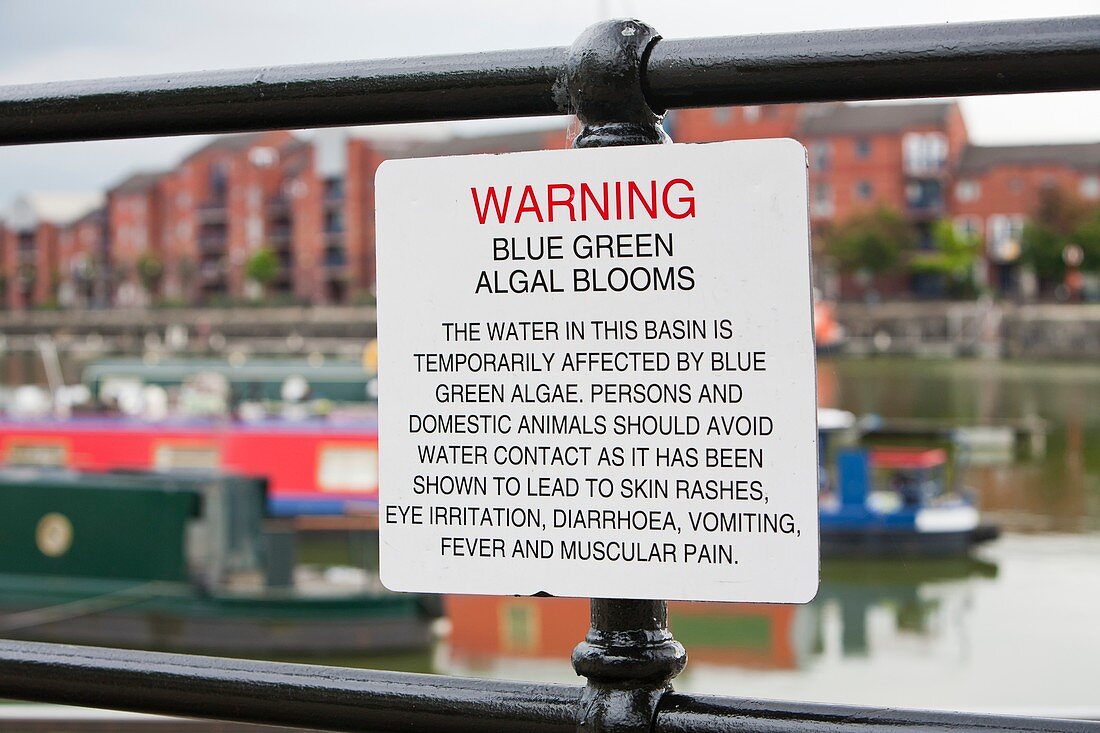 A warning sign about blue green algae