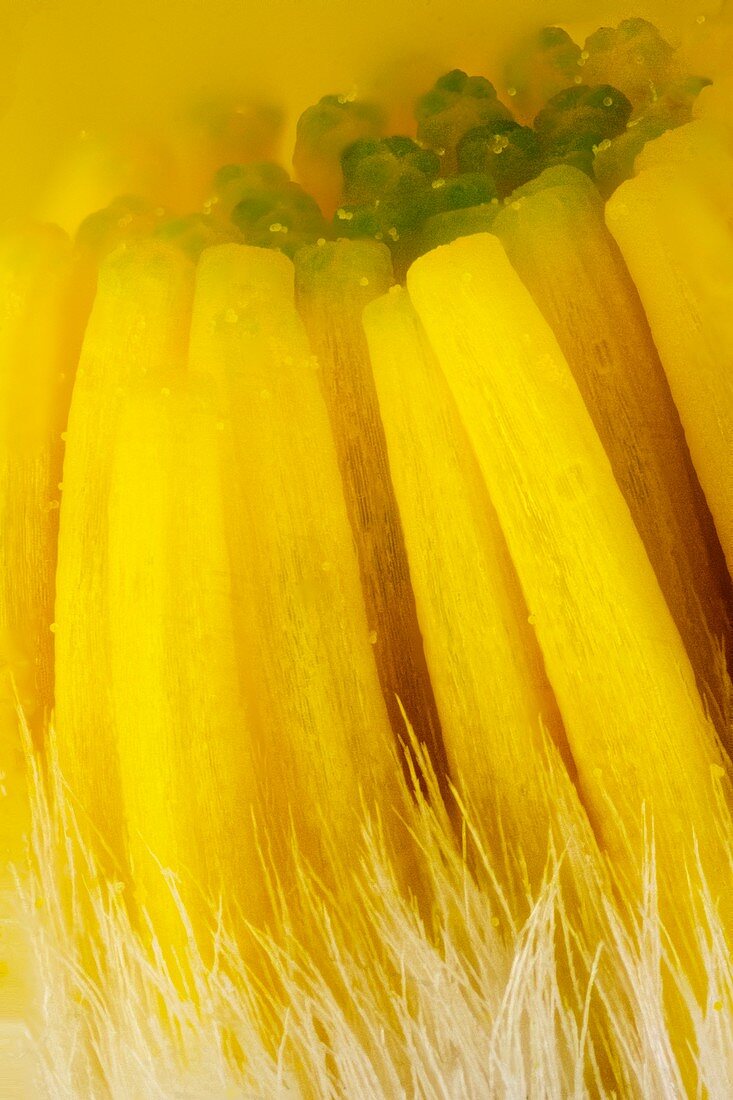 Common ragwort flower,light micrograph