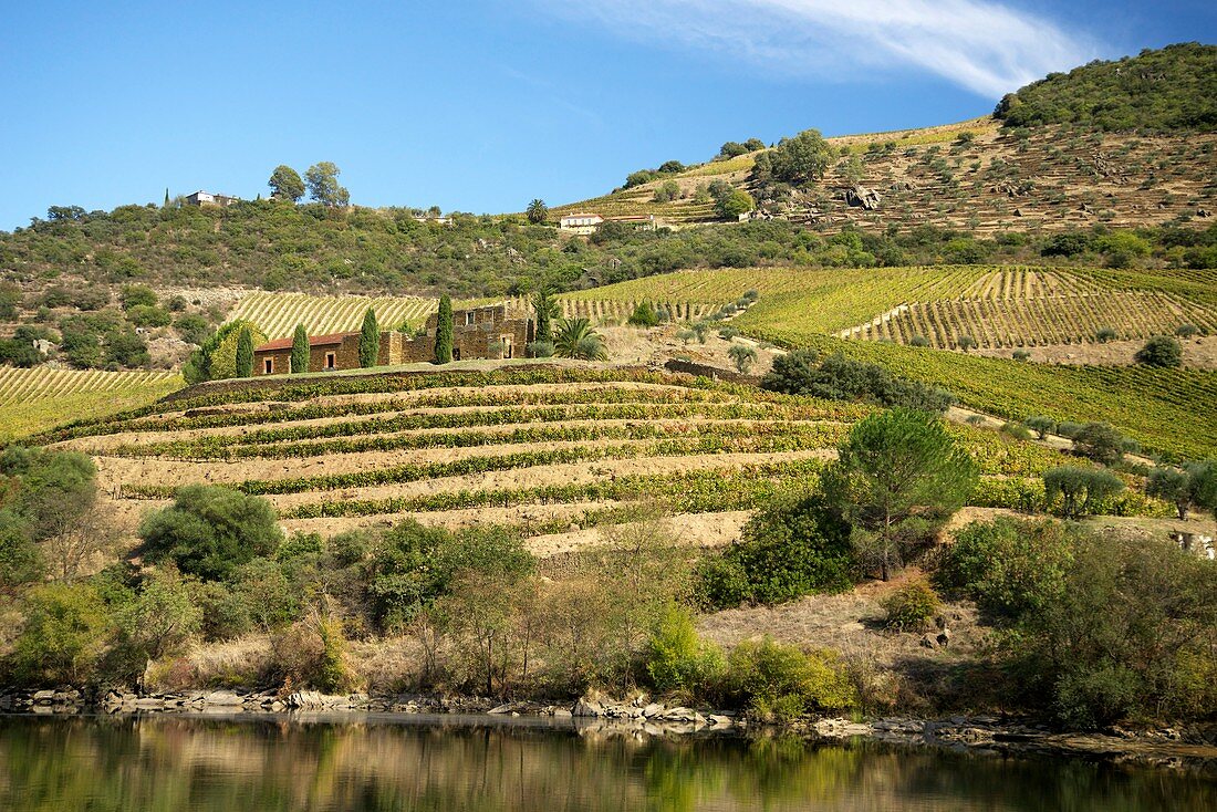 Vineyards next to the Douro River