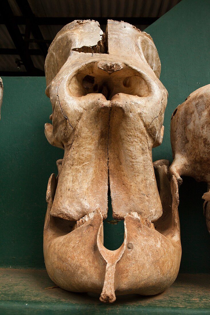 Elephant skull cyclops fossil myth