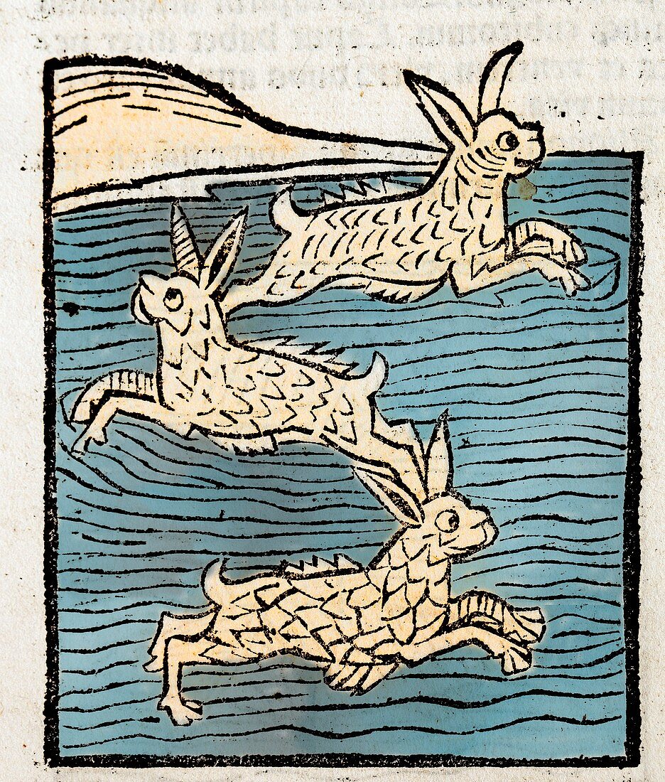 1491 Sea Hares from Hortus Sanitatis