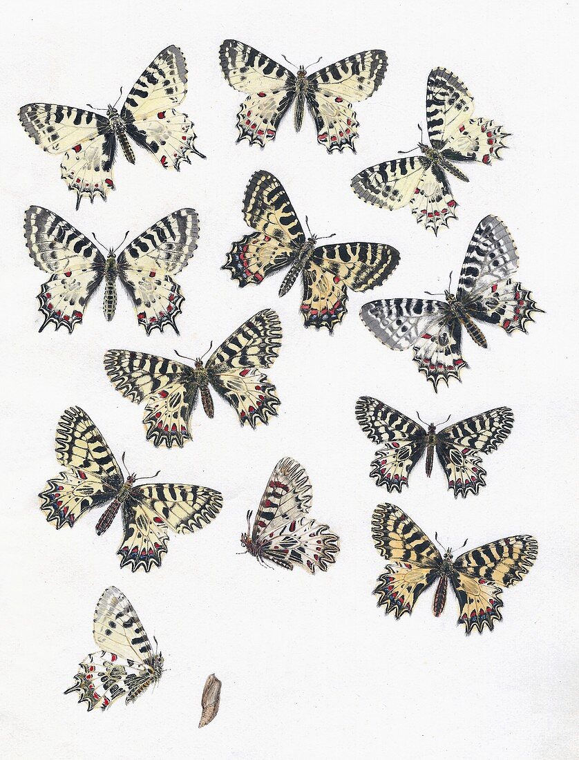 1875 European Festoon butterfly Zerynthia