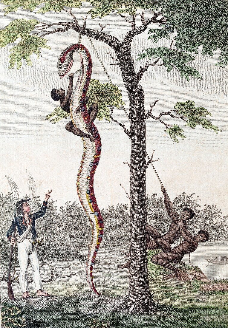 1796 Stedman Skins Giant Anaconda snake