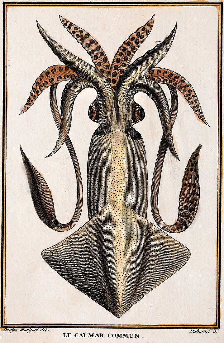 1801 Montfort squid engraving colour