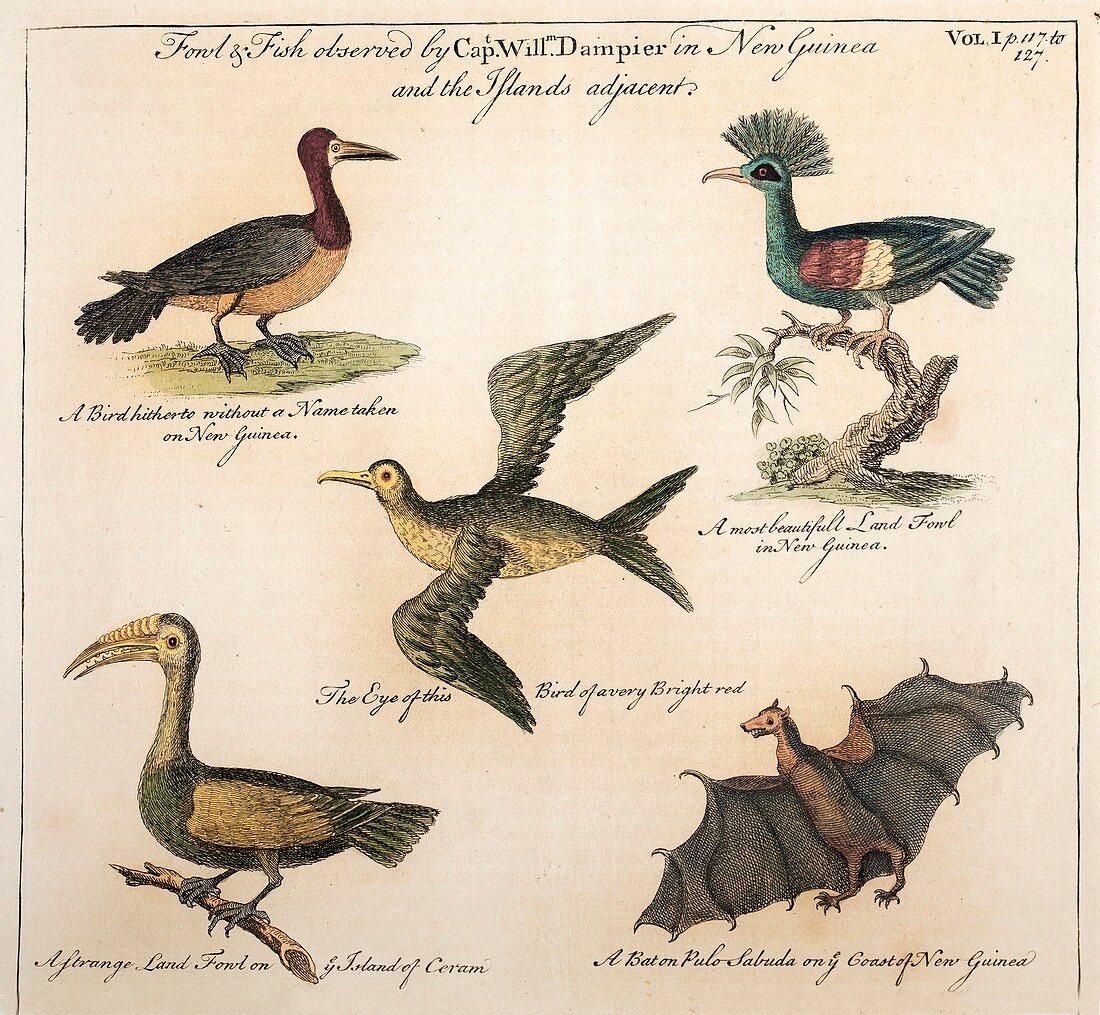1735 William Dampier Birds of the Pacific