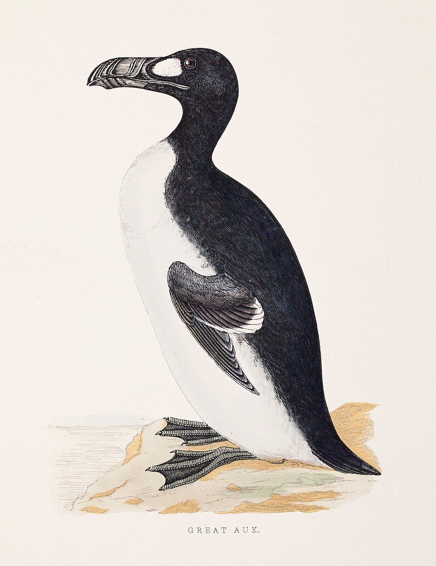 1853 Orpen Morris extinct Great Auk