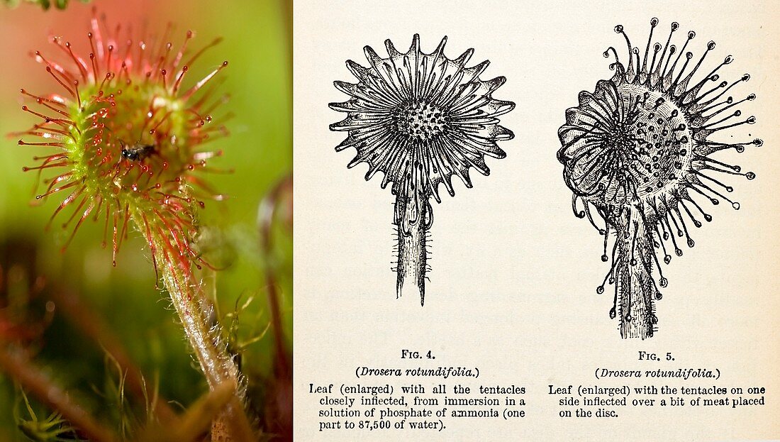 1875 Darwin insectivorous plant Drosera