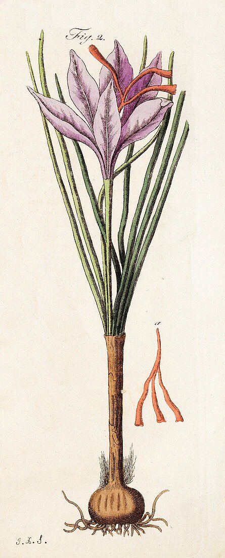 1795 Saffron Crocus sativus Illustration