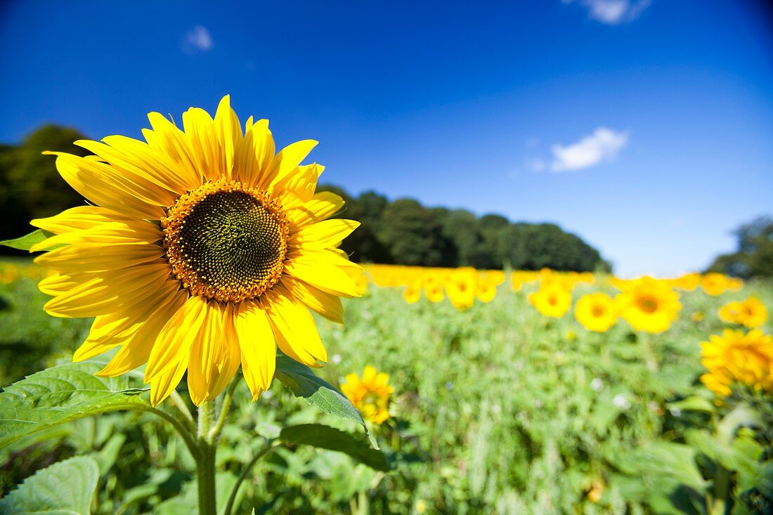 Field of sunflowers