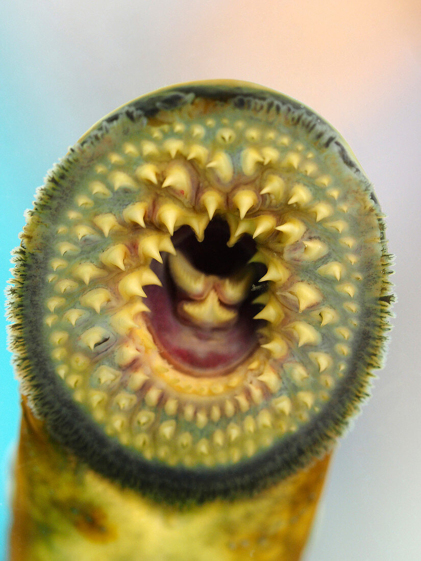 Sea lamprey mouth