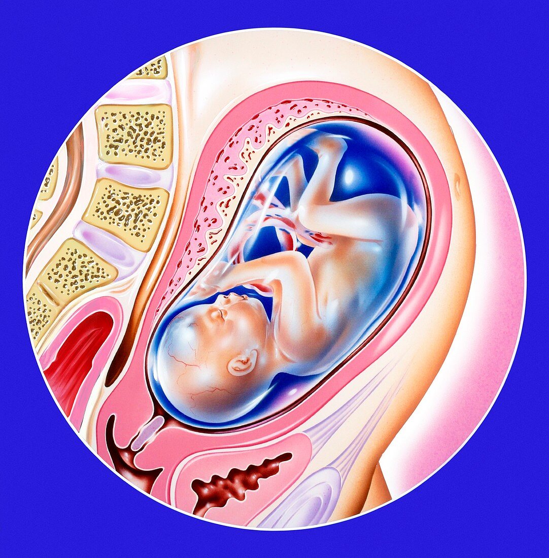 Foetus during pregnancy,illustration
