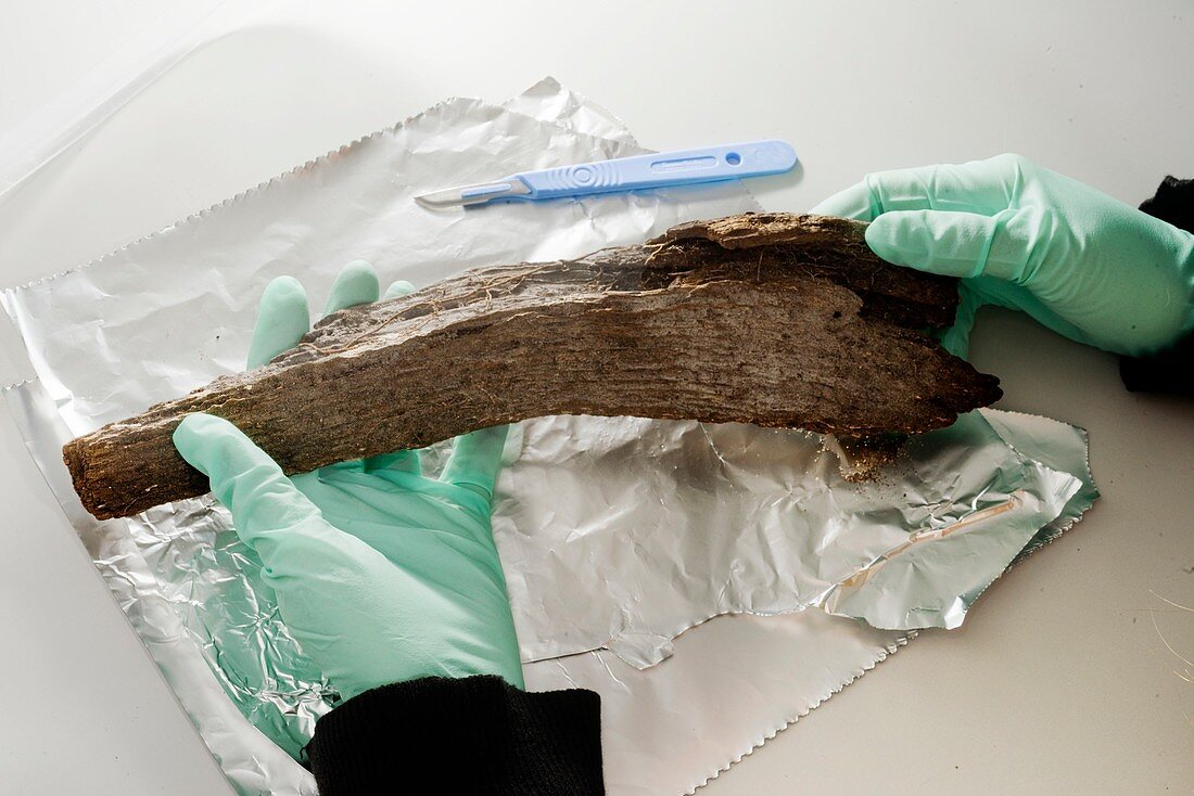 Radiocarbon dating ancient boat timber