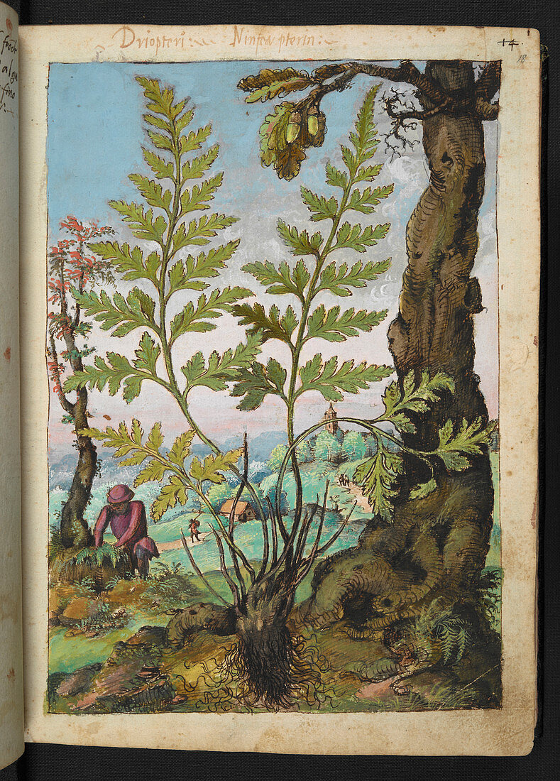 Wood fern (Dryopteris sp.),illustration