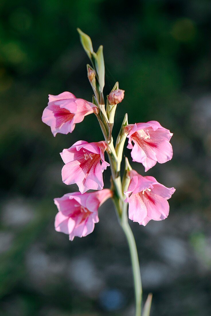 Gladiolus caryophyllaceus in flower