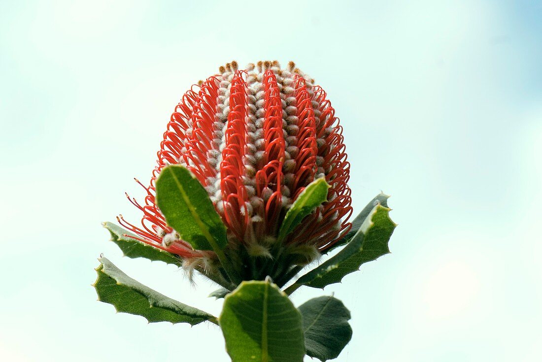 Scarlet banksia (Banksia coccinea)