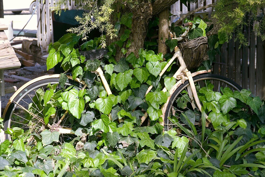 Rusty bike covered in ivy