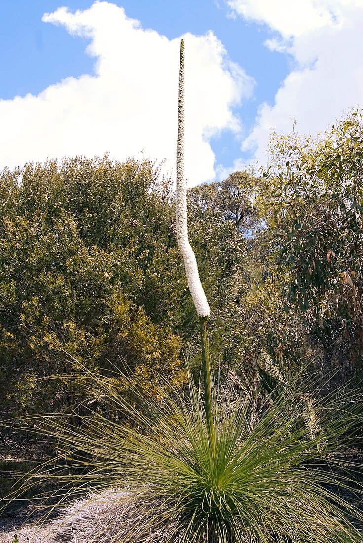 Balga (Xanthorrhoea preissii)