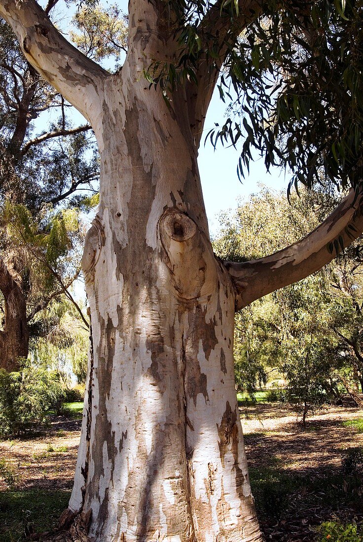 Sugar gum (Eucalyptus cladocalyx) tree