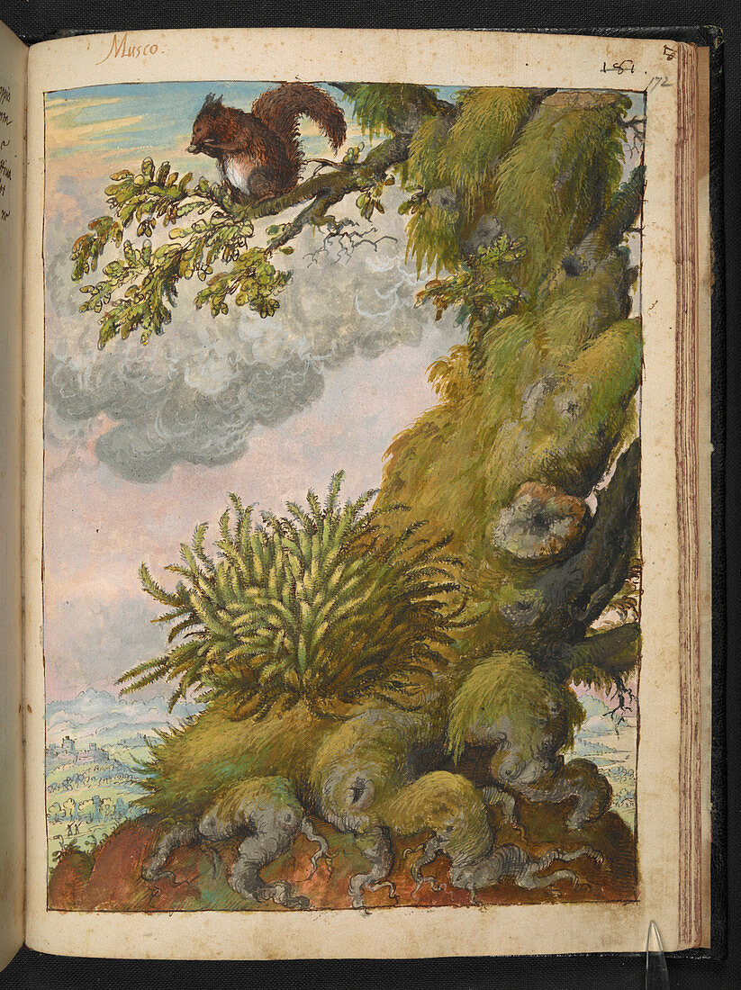 Moss,tree and squirrel,illustration