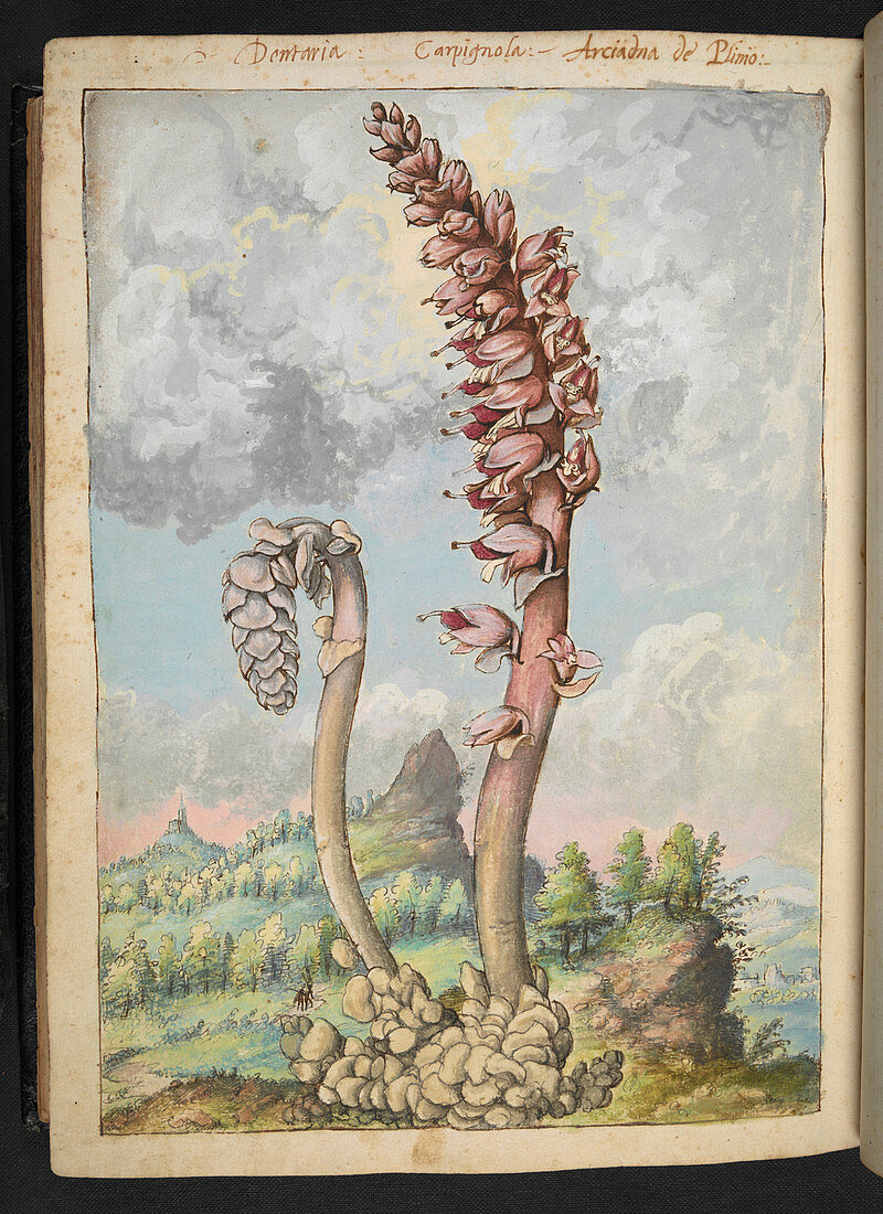 Dentaria plant,illustration