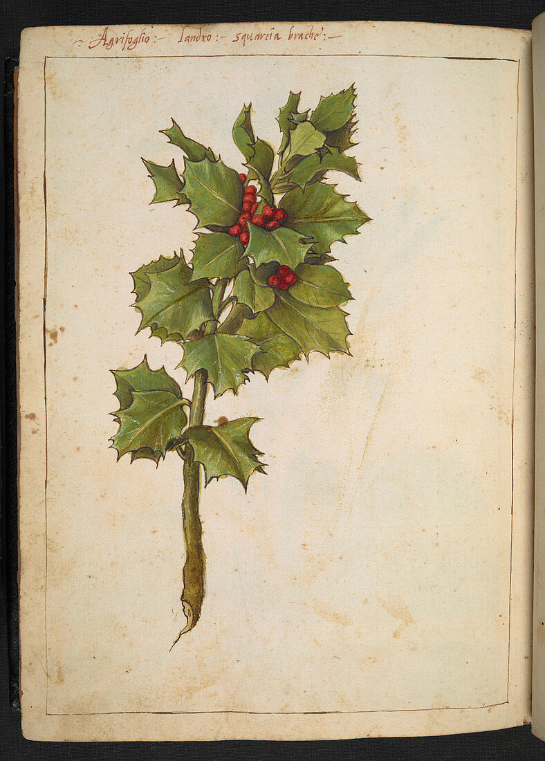 Holly (Ilex aquifolium),illustration