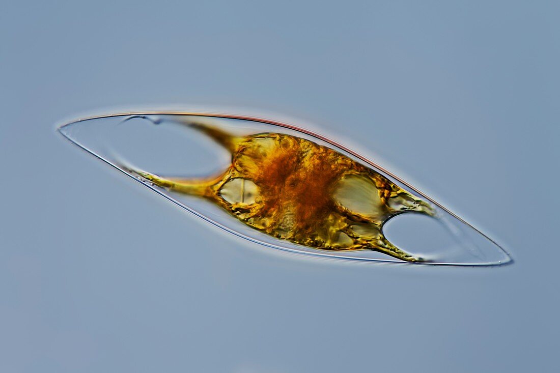 Pyrocystis lunula dinoflagellate,LM