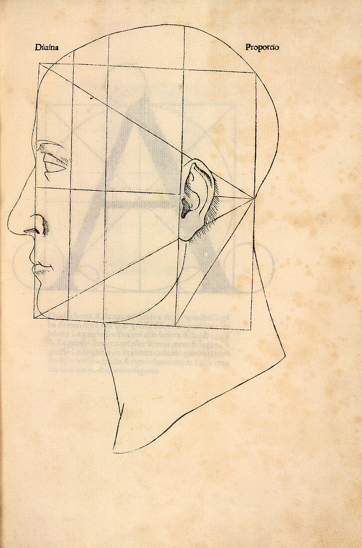 Proportions of the human face,1509