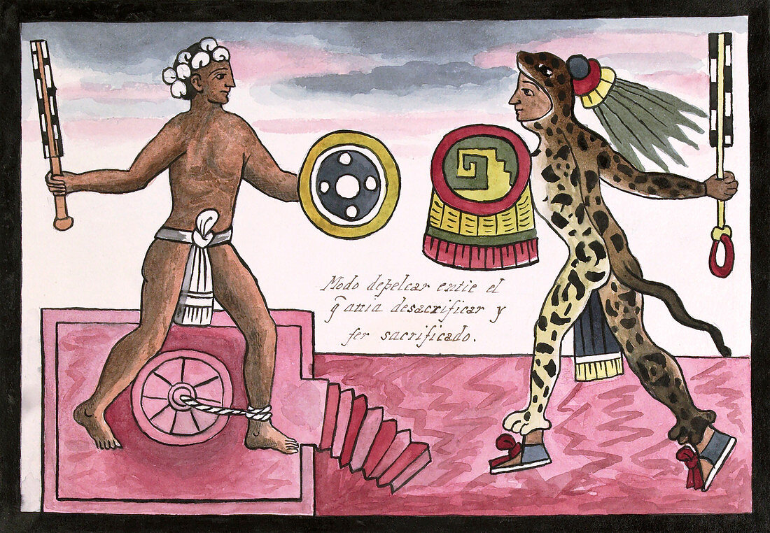 Aztec sacrificial fight,16th century
