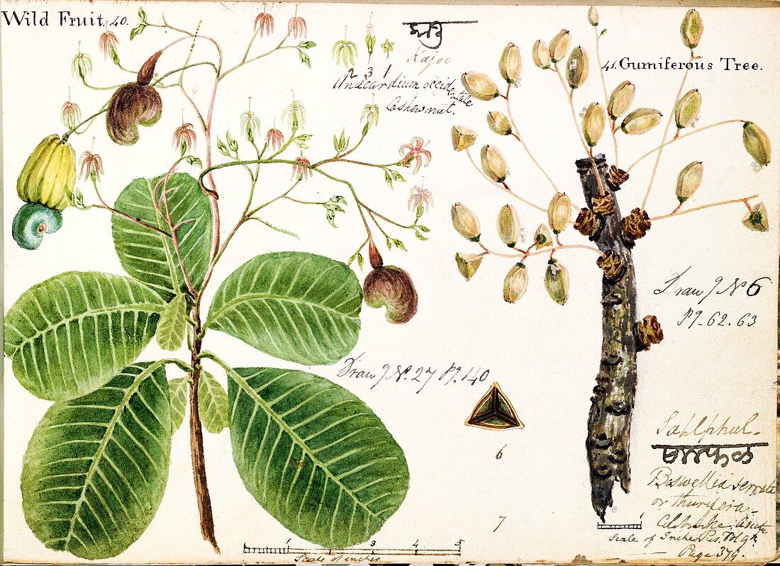 Fruits of Indian trees,illustration