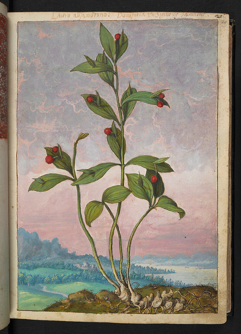 Medicinal plant,illustration