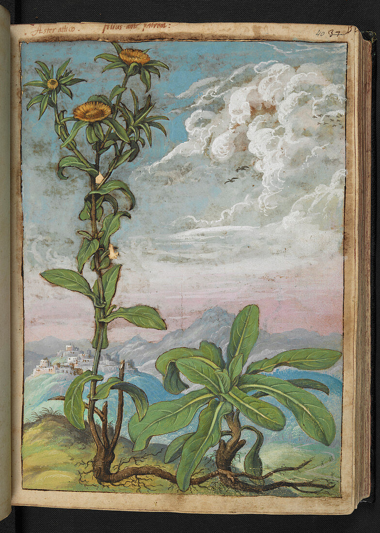 Aster sp.,16th century illustration
