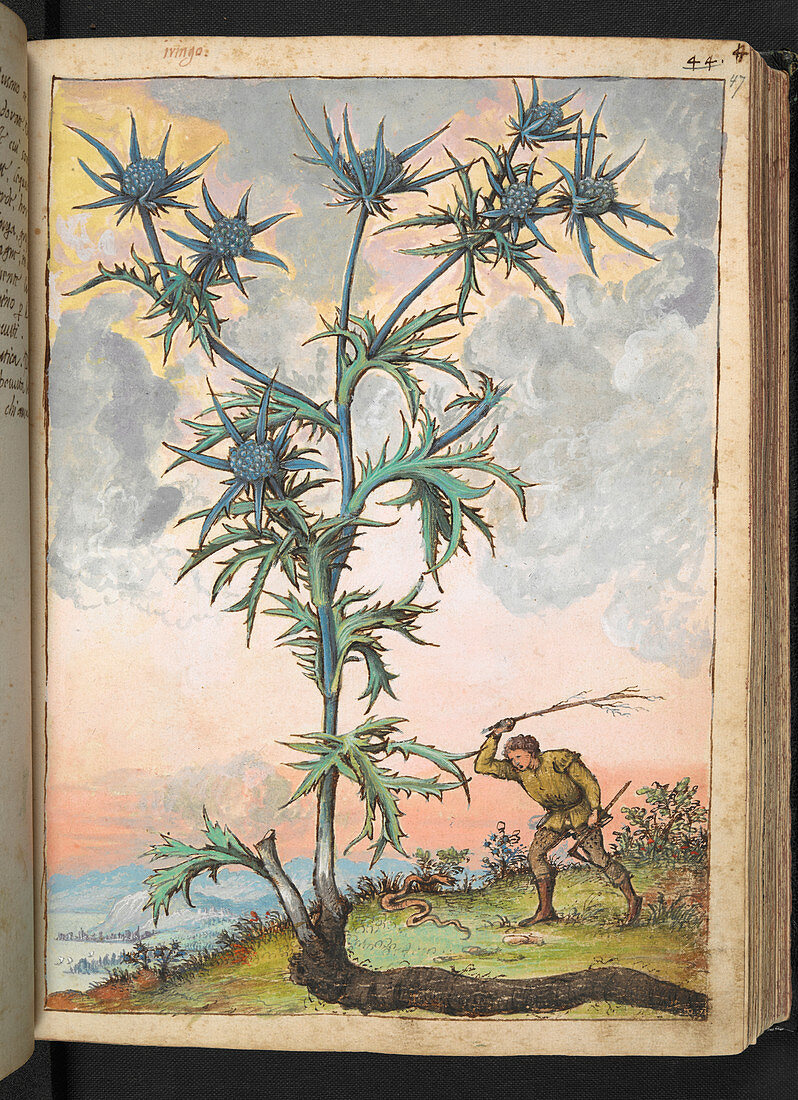 Sea holly (Eryngium sp.),illustration