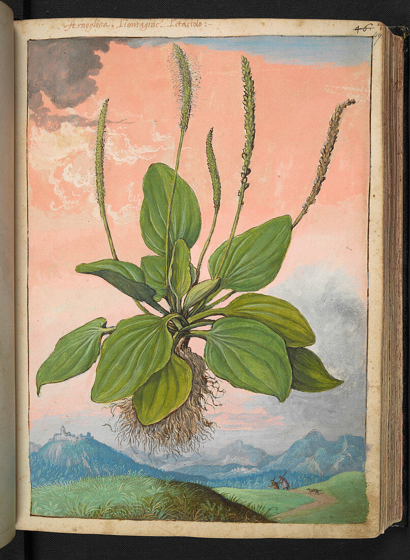 Plantain (Plantago major),illustration