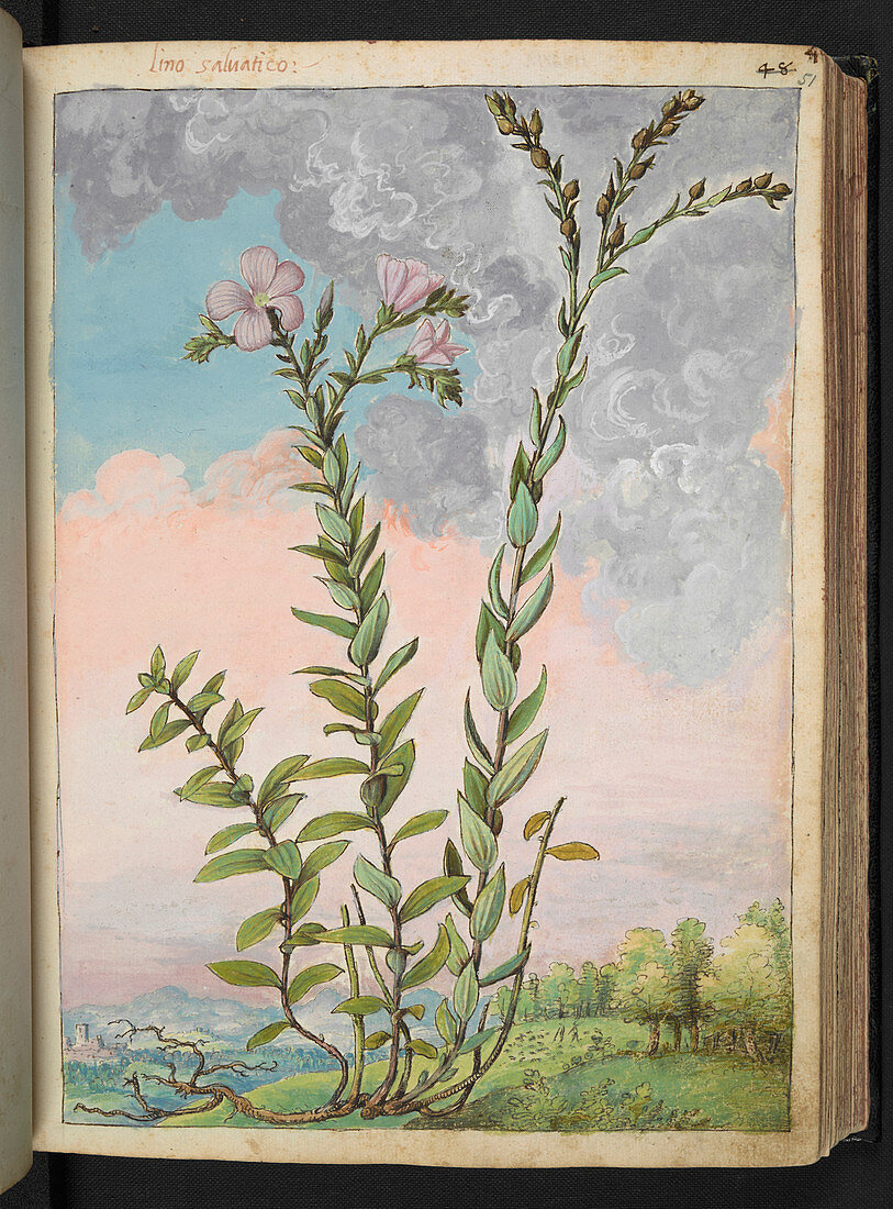 Medicinal plant,illustration