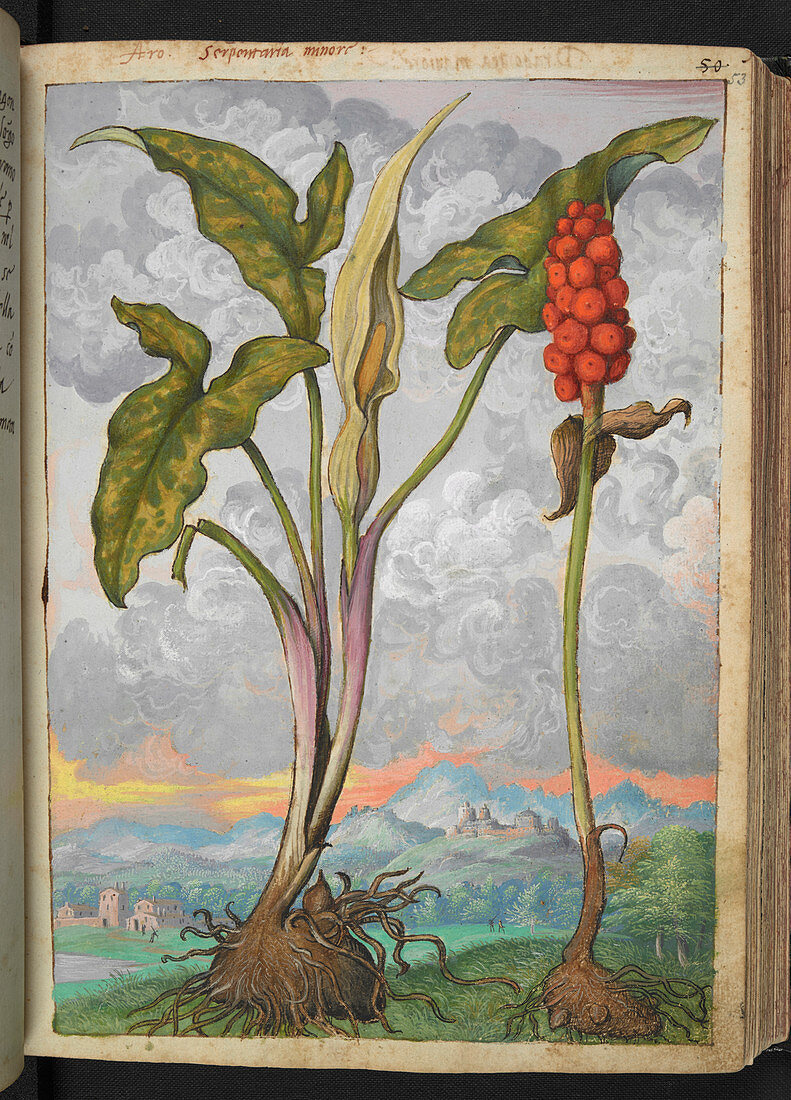 Arum italicum,16th century illustration