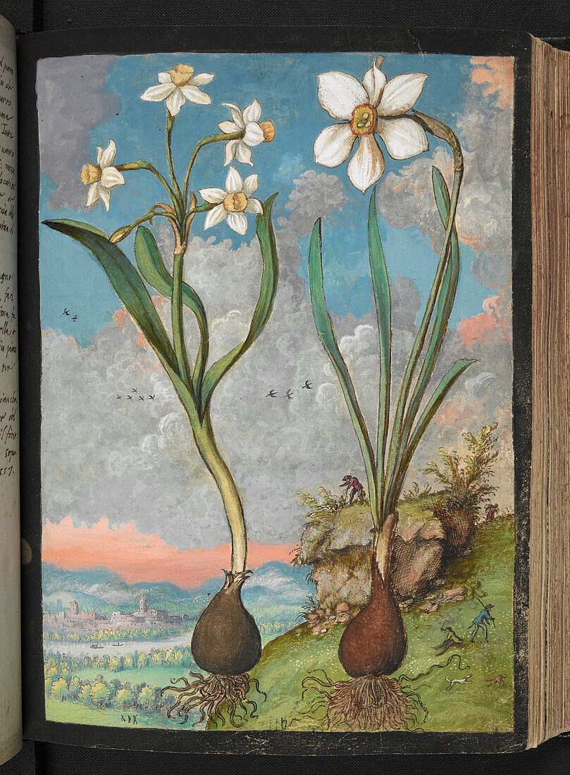 Narcissus sp.,16th century illustration