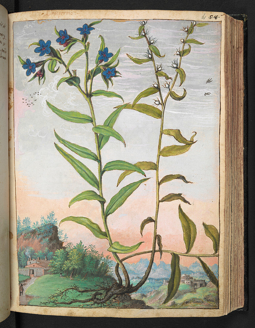 Lithospermum sp.,illustration