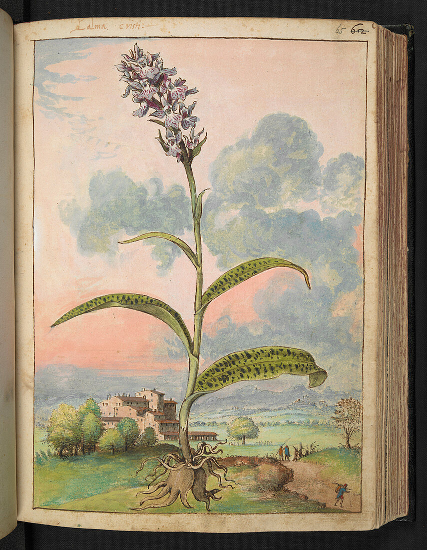 Orchid,16th century illustration