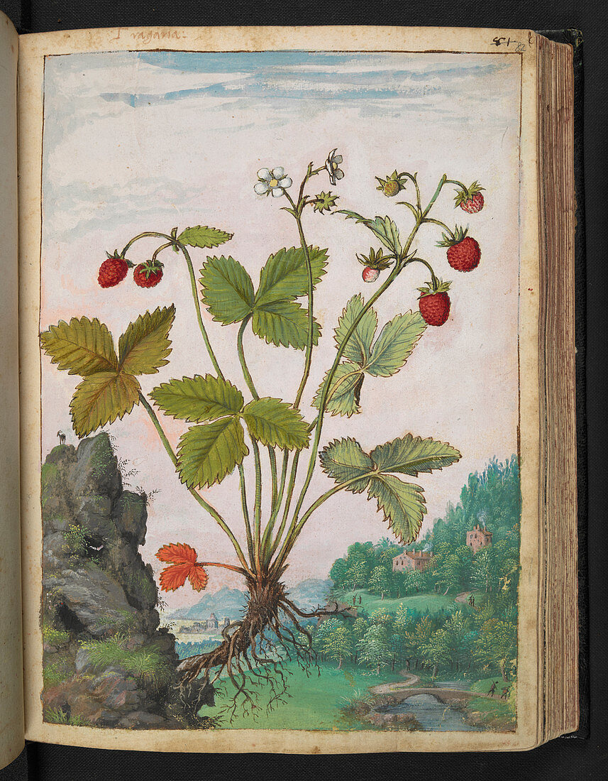 Strawberry (Fragaria sp.),illustration